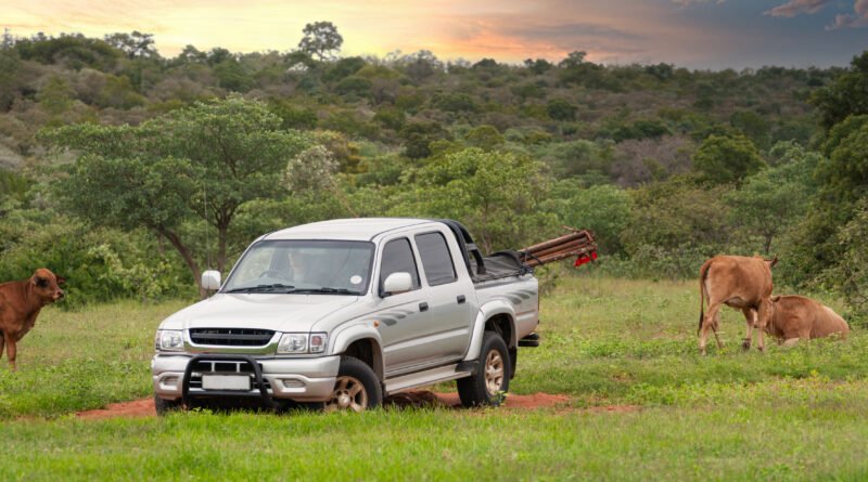 Pick-up 4x4 trabajando en un campo con ganado que ilustra la Amarok V6 Unlimited