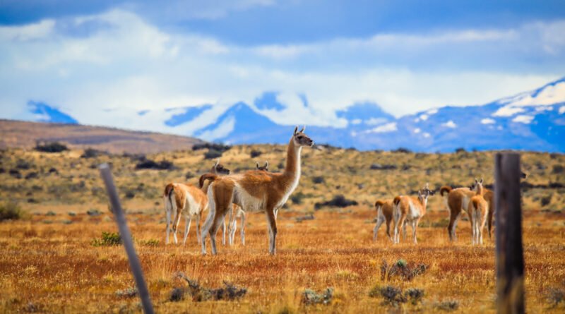 Guanaco en la Patagonia que ilustra la venta de carnes salvajes en Río Negro
