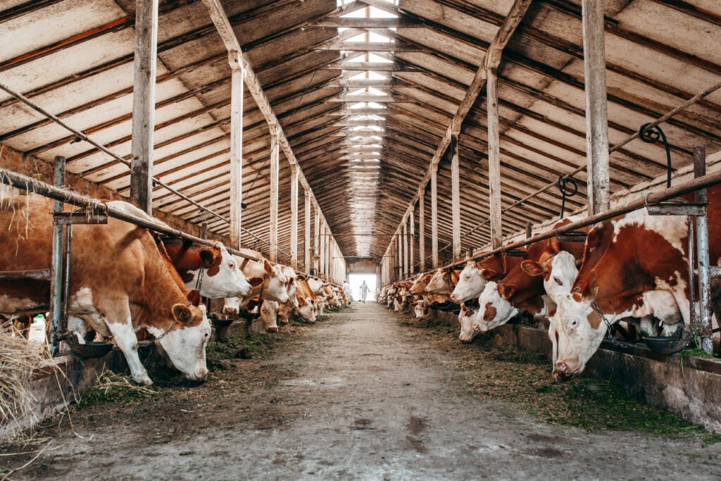 Milei en la Rural: exposición ganadera con vacas en el corral