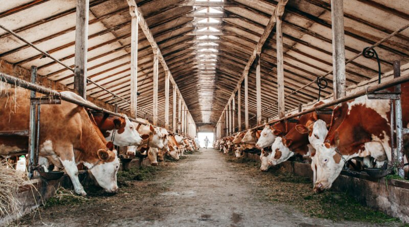 Milei en la Rural: exposición ganadera con vacas en el corral