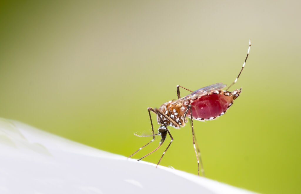 Prevención del dengue: mosquito Aedes aegypti en primer plano
