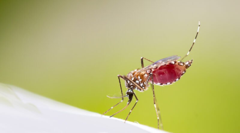 Prevención del dengue: mosquito Aedes aegypti en primer plano
