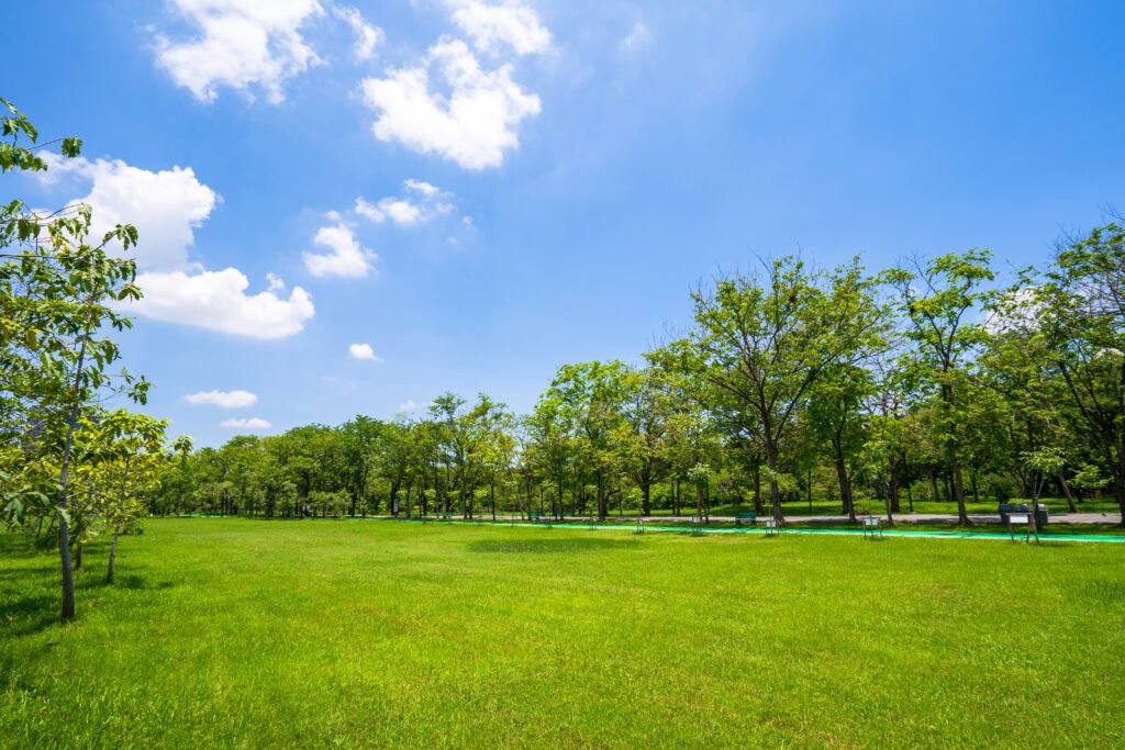 clima fin de semana: parque con árboles bajo un cielo azul despejado