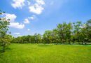 clima fin de semana: parque con árboles bajo un cielo azul despejado