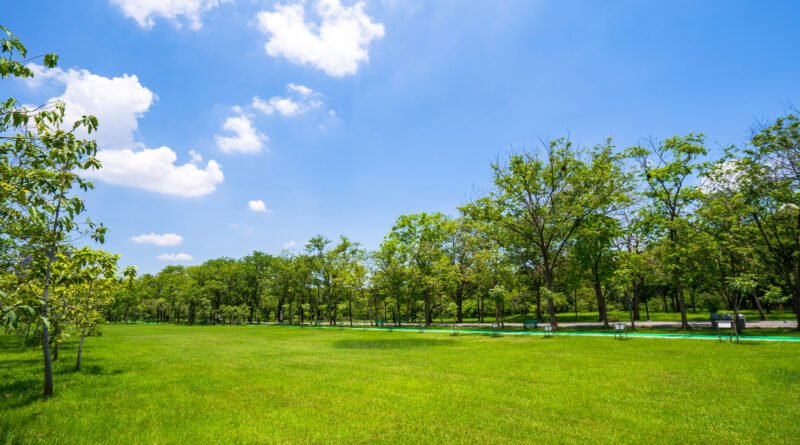 clima fin de semana: parque con árboles bajo un cielo azul despejado