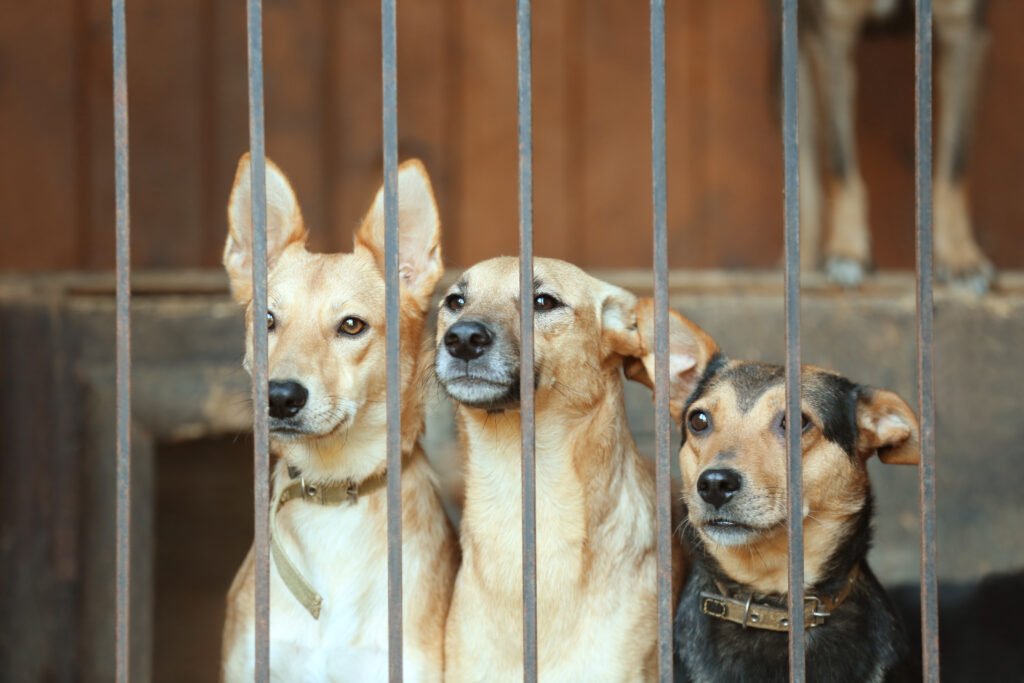 criaderos de perros: perros en jaulas de un refugio de animales