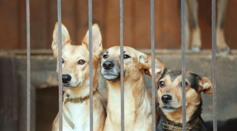 criaderos de perros: perros en jaulas de un refugio de animales