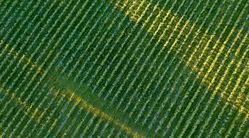 Ley de Tierras: vista aérea de campos y tierras rurales de cultivo