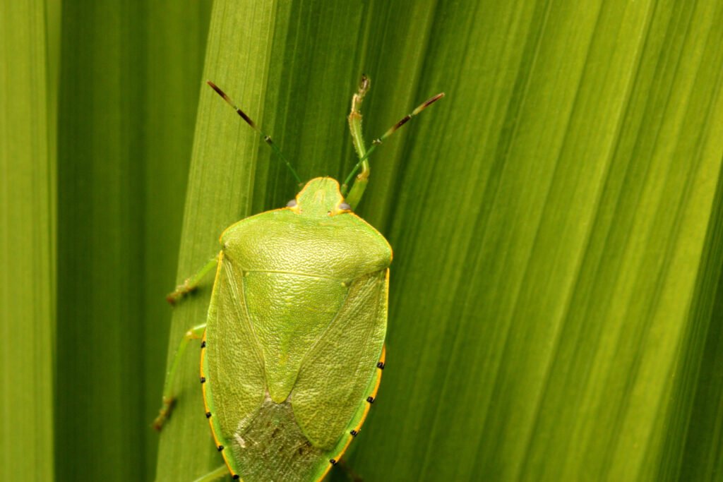 Nuevas especies de chinches: chinche verde sobre una hoja