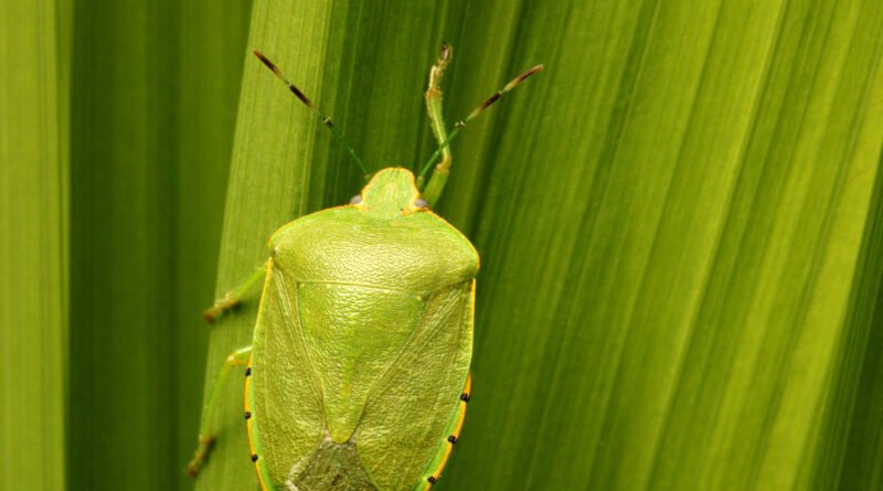 Nuevas especies de chinches: chinche verde sobre una hoja