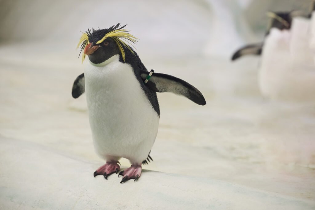 Pingüinos de Mar del Plata: pingüino saltarrocas Eudyptes chrysocome