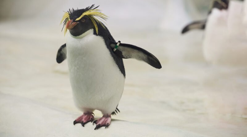 Pingüinos de Mar del Plata: pingüino saltarrocas Eudyptes chrysocome