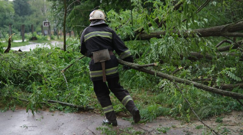 temporal en el AMBA: operarios retiran un árbol caído sobre autos tras la tormenta