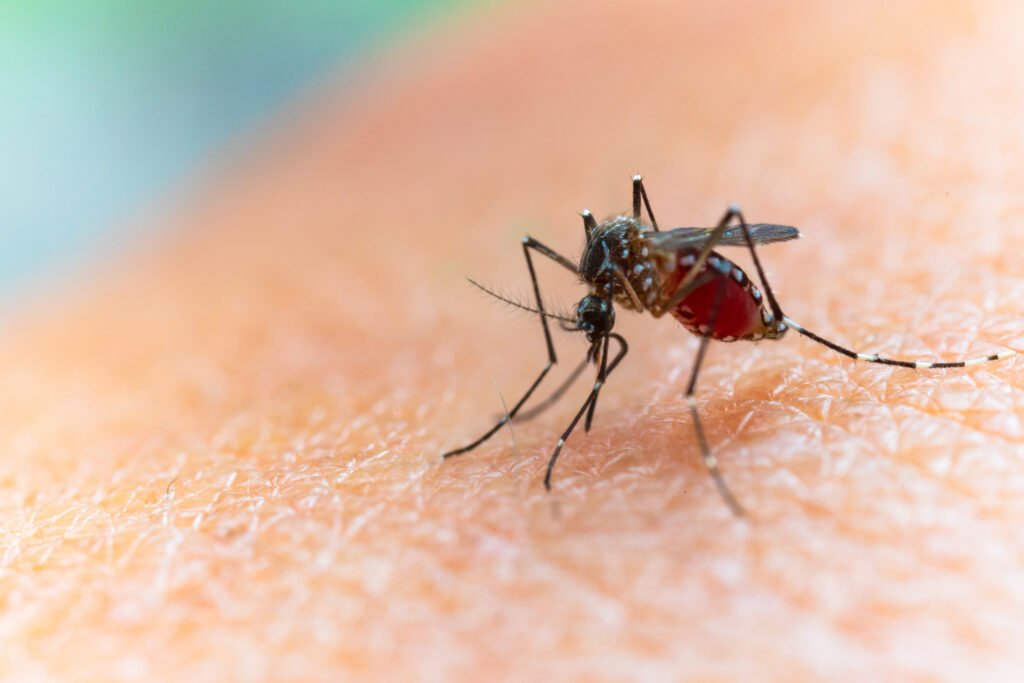 vacuna contra el dengue: mosquito Aedes aegypti en primer plano