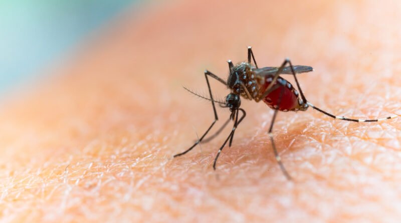 vacuna contra el dengue: mosquito Aedes aegypti en primer plano