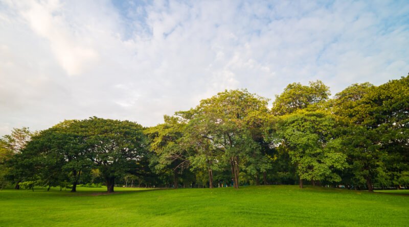 clima en Buenos Aires: parque con árboles en un día de primavera