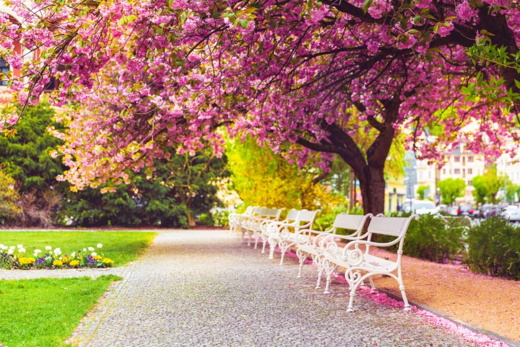 Día del Estudiante: parque con árboles en flor y bancos en primavera