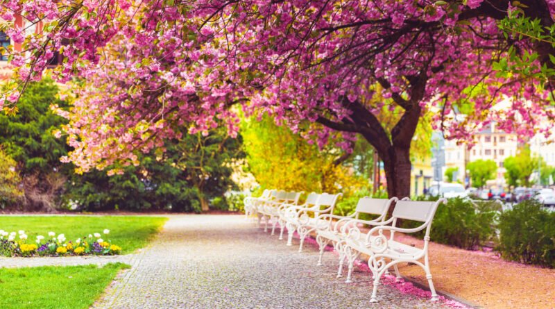 Día del Estudiante: parque con árboles en flor y bancos en primavera