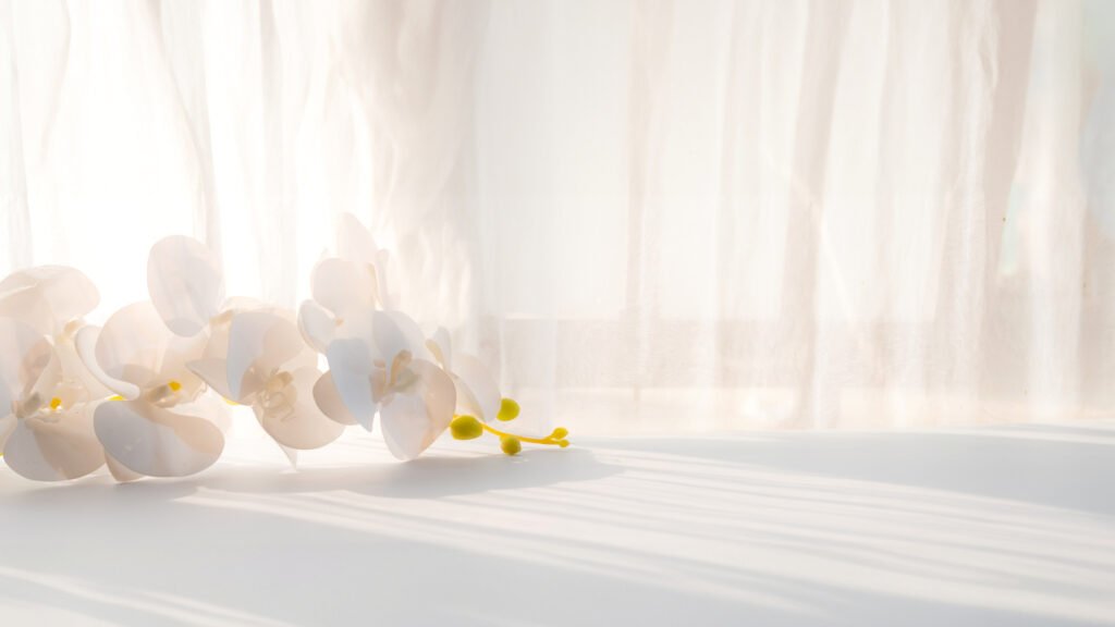 Mirtha Legrand: orquídea blanca junto a una ventana con luz suave