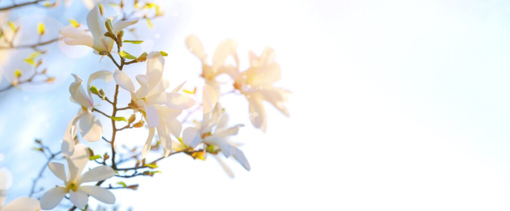 Pronóstico del tiempo: árbol florecido en un día soleado de primavera