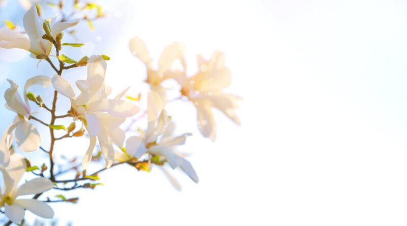 Pronóstico del tiempo: árbol florecido en un día soleado de primavera