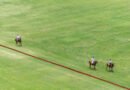 Chechu Bonelli: jugadores de polo a caballo en una cancha