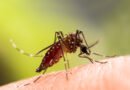 dengue: mosquito Aedes aegypti en primer plano sobre la piel